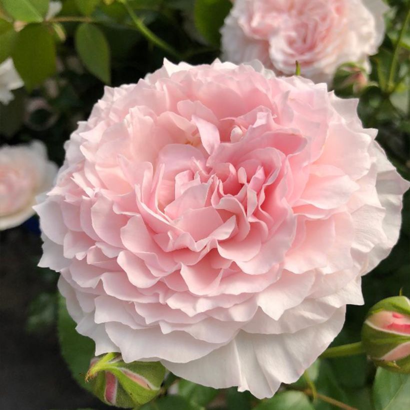 Rosa Catherine Meurisse - Beetrose (Flowering)