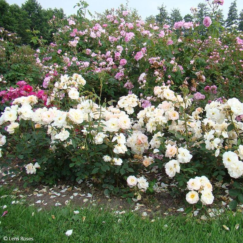 Rosa moschata Comtesse André d'Oultremont VEL15mkama - Moschus-Rose (Plant habit)