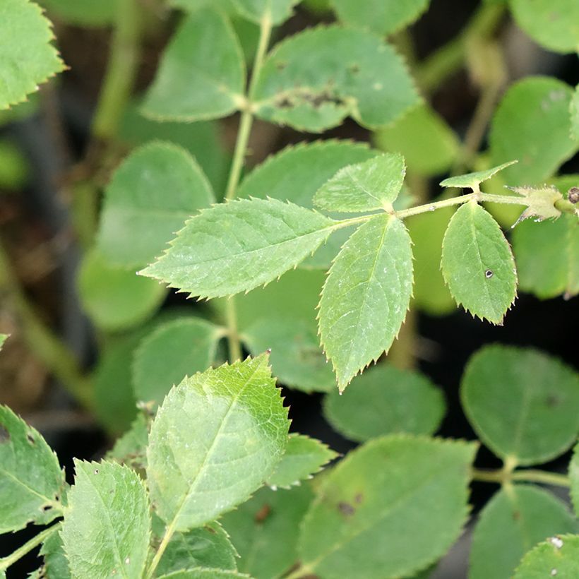 Rosa moschata Comtesse André d'Oultremont VEL15mkama - Moschus-Rose (Foliage)