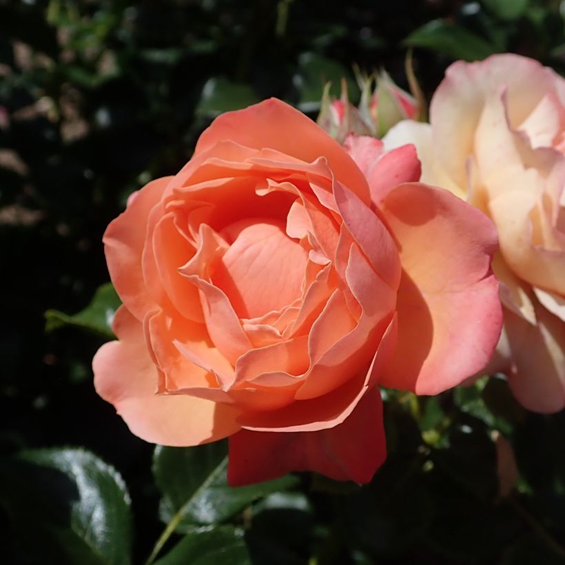 Rosa Fantasia Coral Lions-Rose - Beetrose (Flowering)