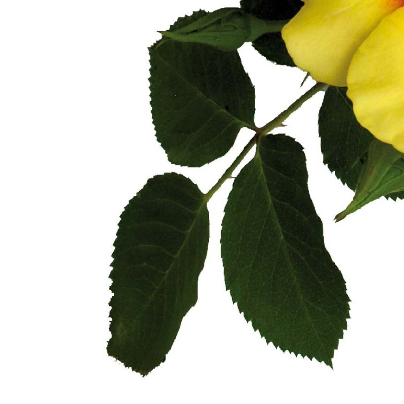 Rosa persica Cyrus - Beetrose (Foliage)