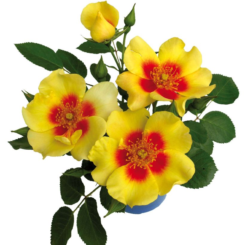 Rosa persica Cyrus - Beetrose (Flowering)