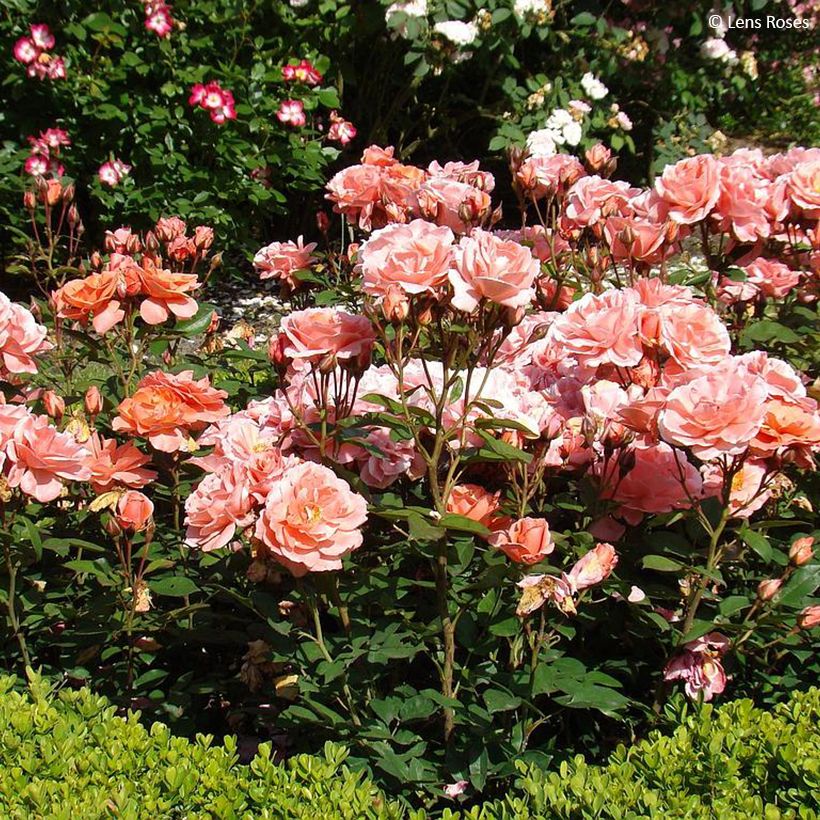 Rosa Favorite - Beetrose (Plant habit)