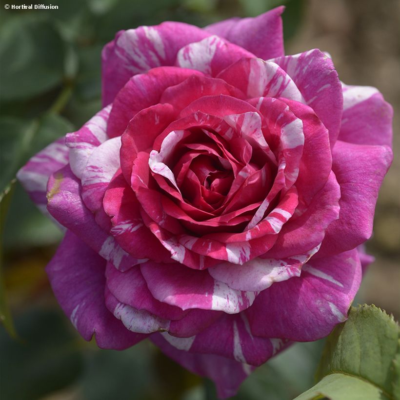 Rosa Fizzy Lady - Beetrose (Flowering)