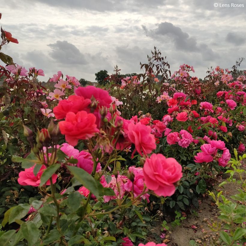 Rosa Folle Framboise - Beetrose (Plant habit)