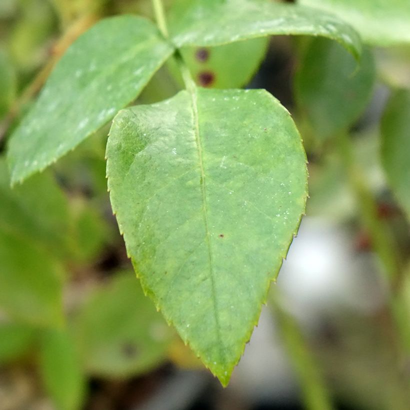 Rosa Garance VEL13fmela - Beetrose (Foliage)