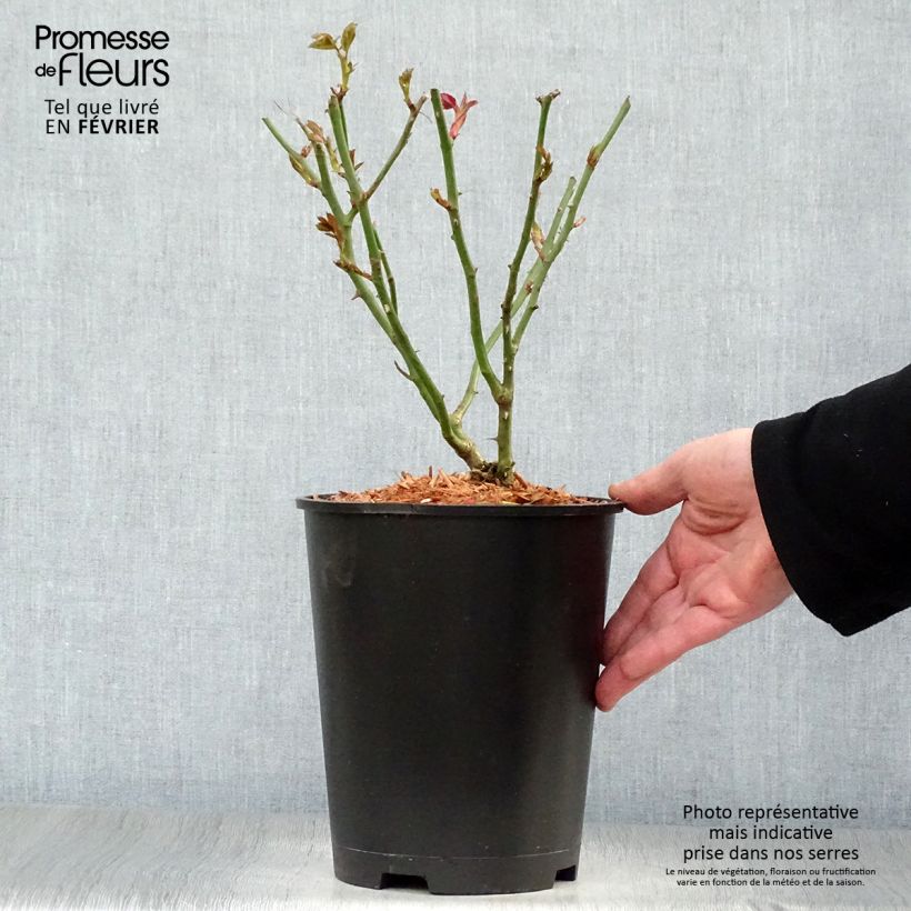 Exemplar von Rosa Garden of Roses - Beetrose Topf mit 4L/5L wie im Winter geliefert