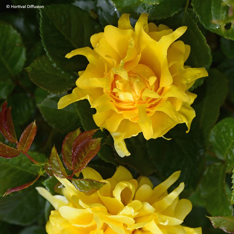 Rosa Golden Lady Ruffles - Beetrose (Flowering)