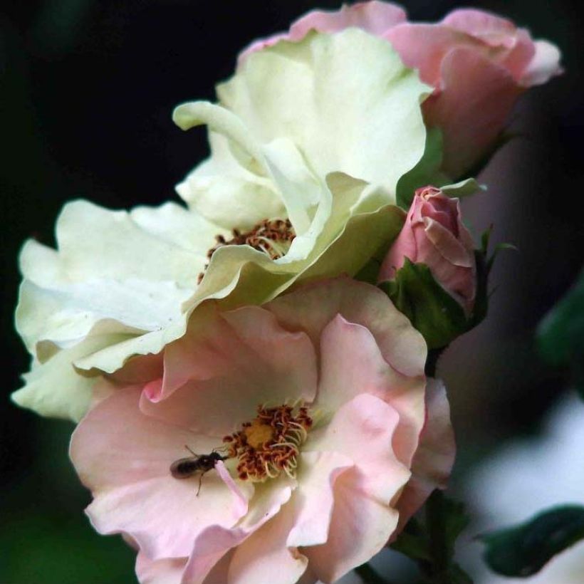 Rosa Greensleeves 'Harlenten' - Beetrose (Flowering)