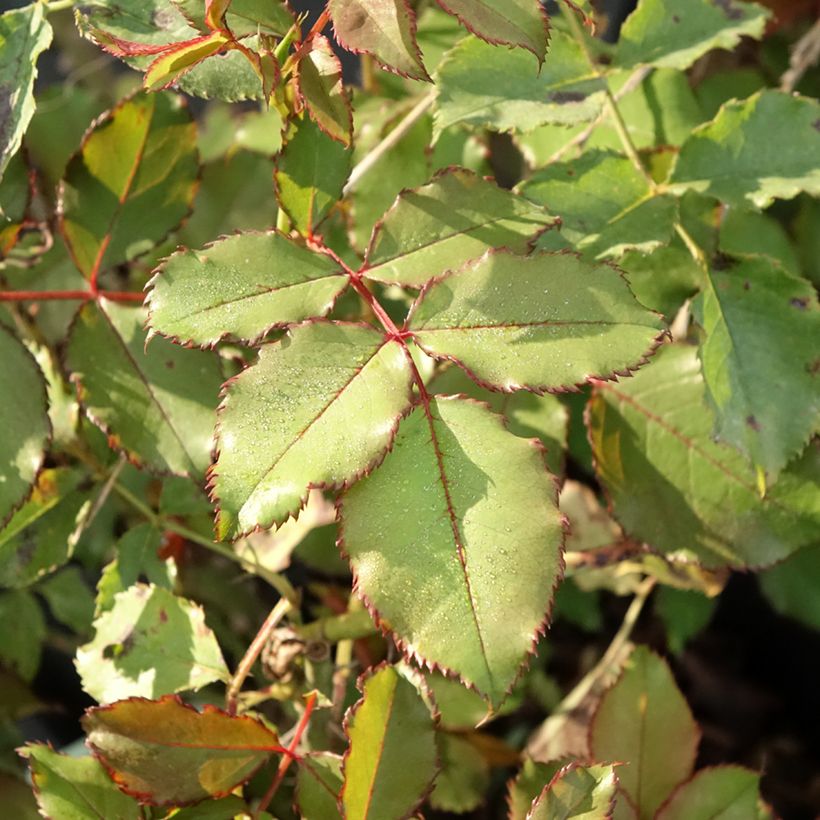 Rosa Hedge Charmers - Beetrose (Foliage)
