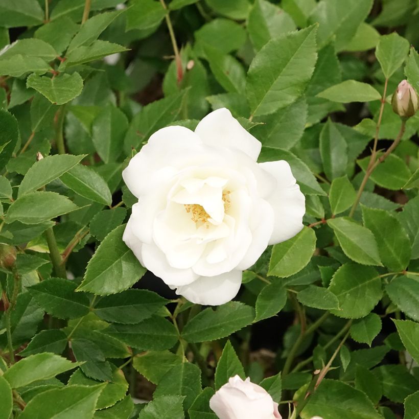Rosa Iceberg Fée des neiges - Beetrose (Flowering)