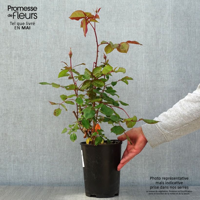 Example of Rosa Jazz Festival - Beetrose Topf mit 4L/5L as you get in printemps
