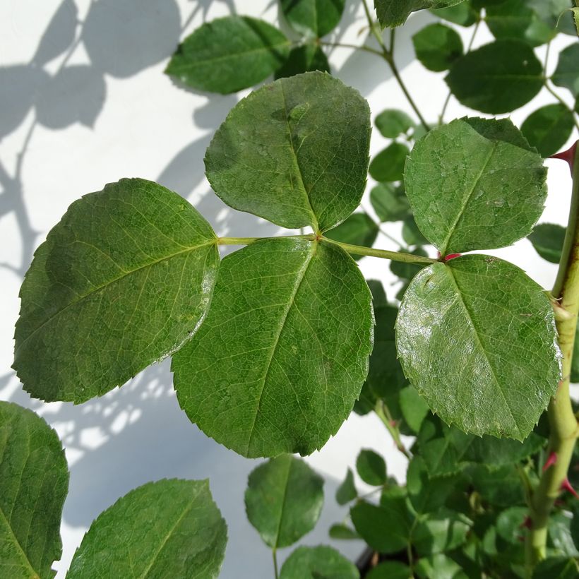 Rosa La Sevillana Meigekanu - Beetrose (Foliage)