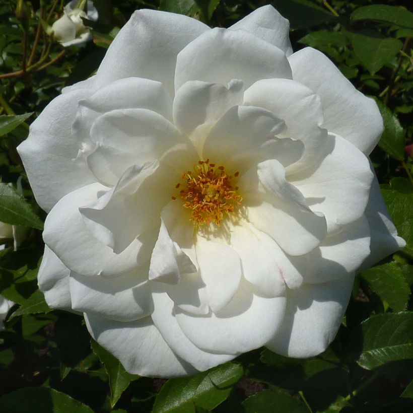 Rosa polyantha Maria Mathilda - Beetrose (Flowering)