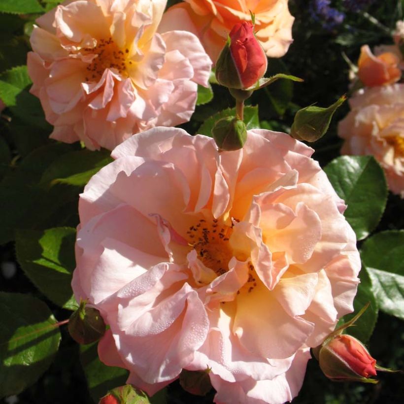 Rosa Martin des Senteurs - Beetrose (Flowering)