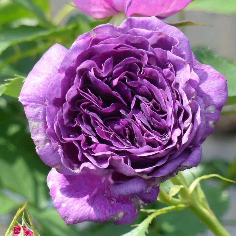 Rosa Minerva - Beetrose (Flowering)
