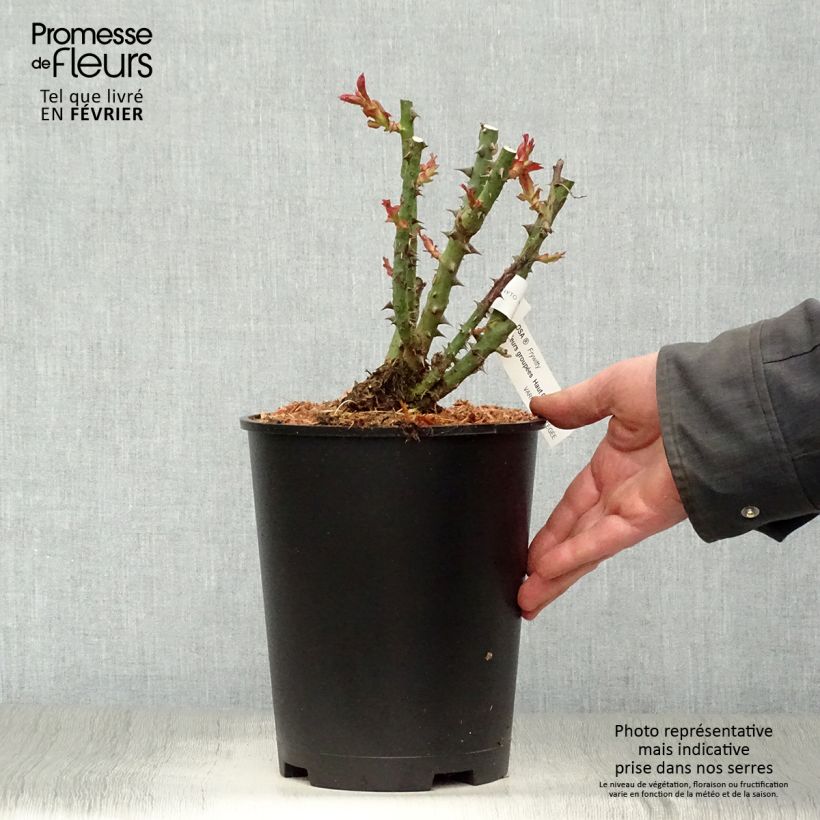 Example of Rosa Mokarosa - Edelrose Topf mit 4L/5L as you get in hiver