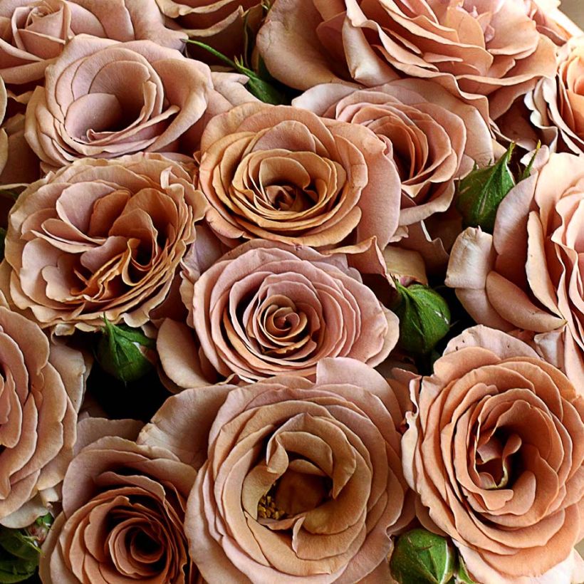Rosa Mokarosa - Edelrose (Flowering)