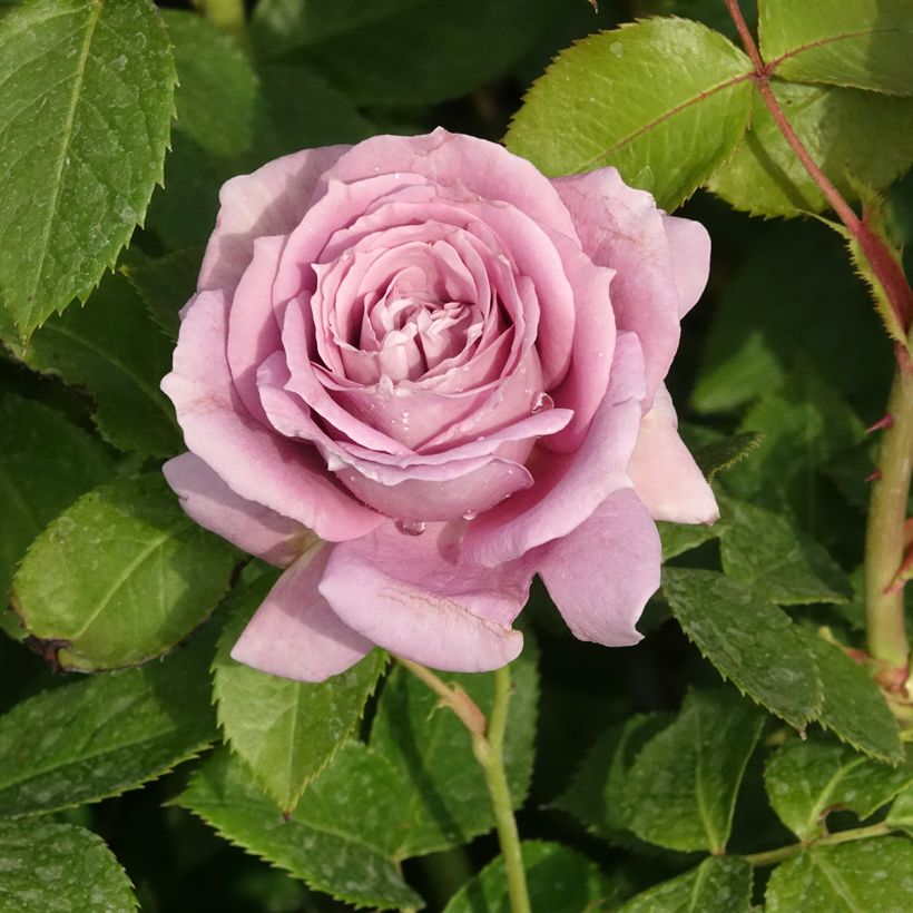 Rosa Novalis - Beetrose (Blüte)