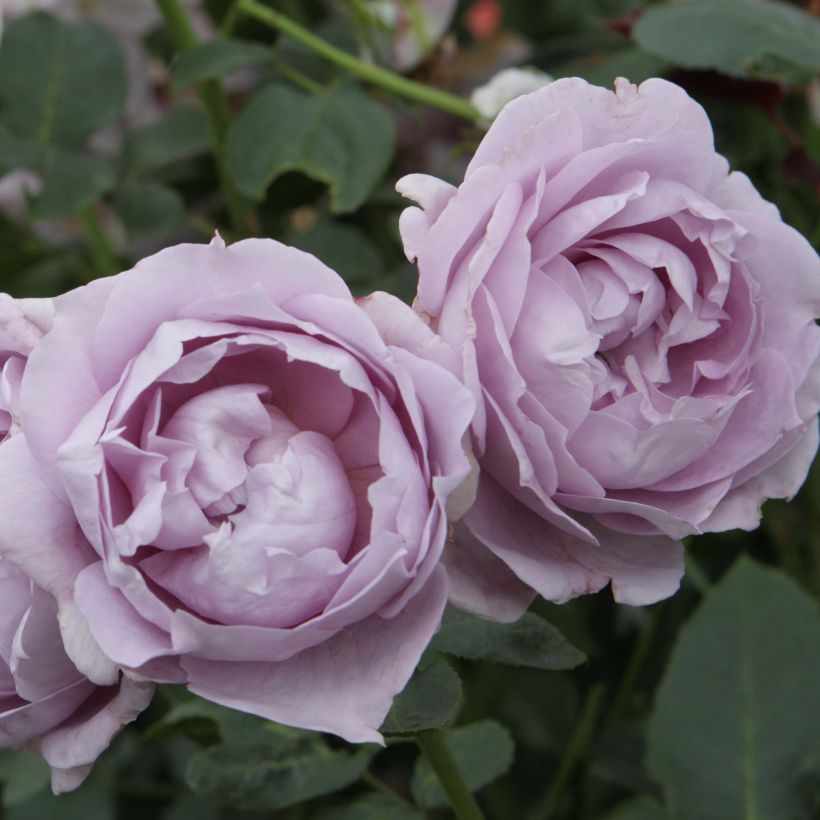 Rosa Novalis - Beetrose (Flowering)