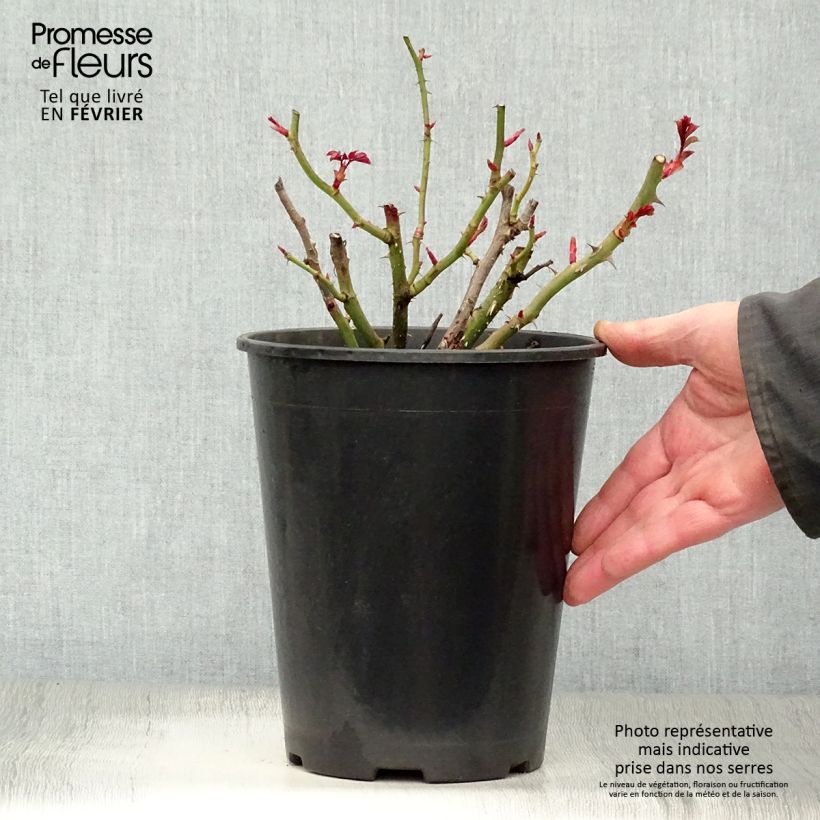 Exemplar von Rosa Oranges and Lemons - Beetrose Topf mit 2L/3L wie im Winter geliefert