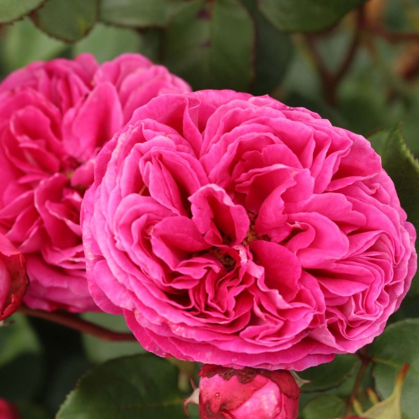 Rosa PARFUMA Baronne Caroline - Beetrose (Flowering)