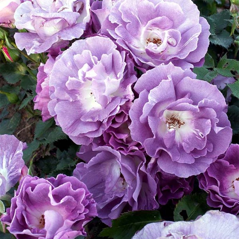 Rosa Pacific Dream - Strauchrose (Flowering)
