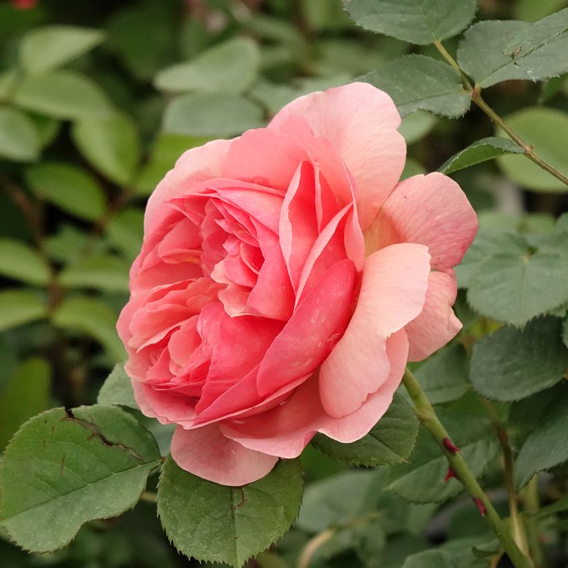 Rosa Park Abbey Rose - Beetrose (Flowering)