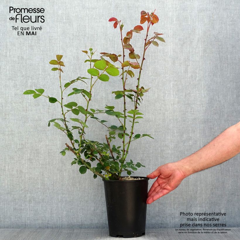 Exemplar von Rosa Park Abbey Rose - Beetrose Topf mit 4L/5L wie im Frühjahr geliefert