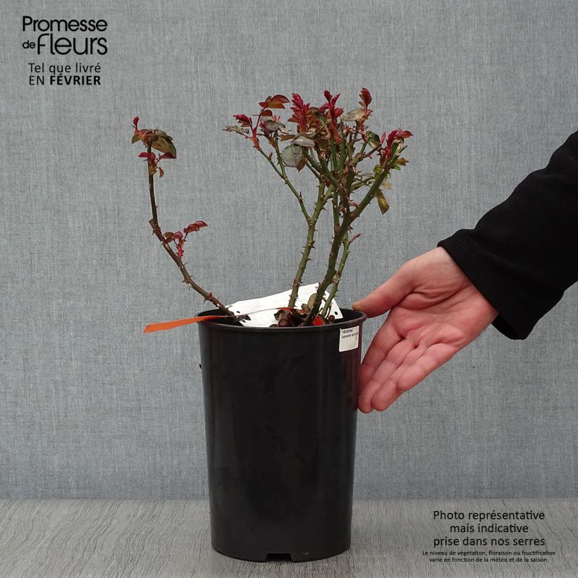 Exemplar von Rosa Red Leonardo da Vinci (Hilde Umdasch)) - Beetrose Topf mit 4L/5L wie im Winter geliefert