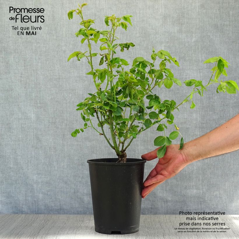 Exemplar von Rosa Rhapsody In Blue - Beetrose Topf mit 4L/5L wie im Frühjahr geliefert