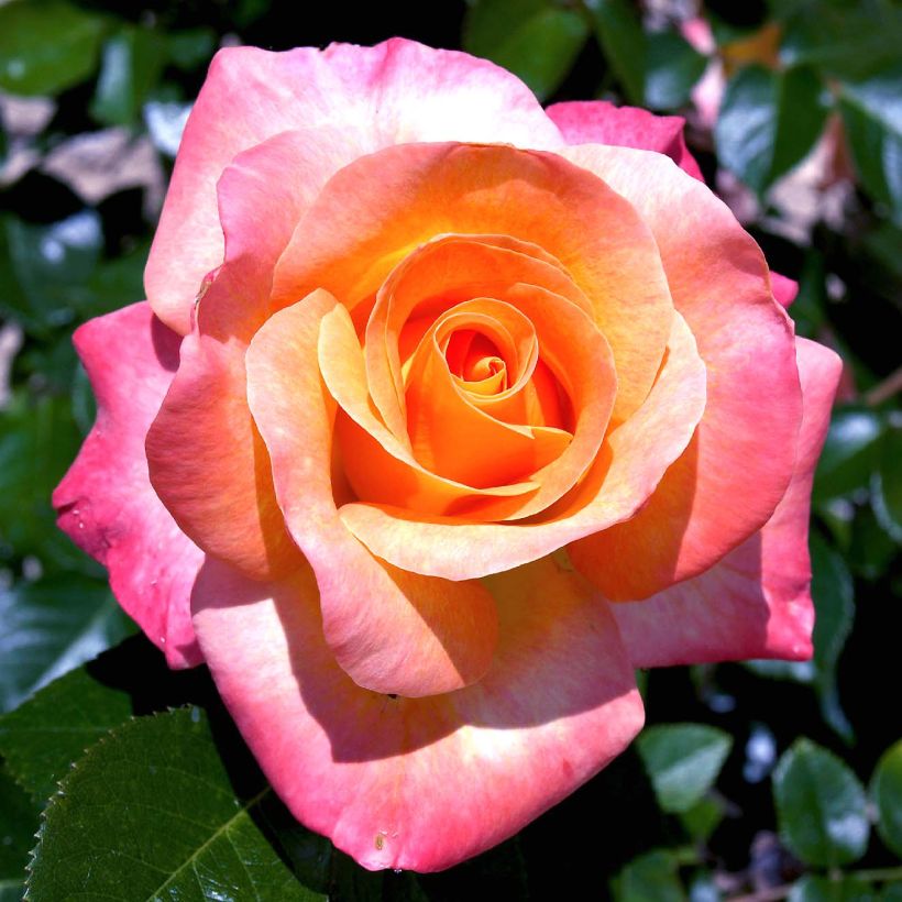 Rosa Rochemenier Village - Beetrose (Flowering)