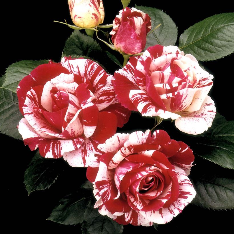 Rosa Scentimental - Beetrose (Flowering)