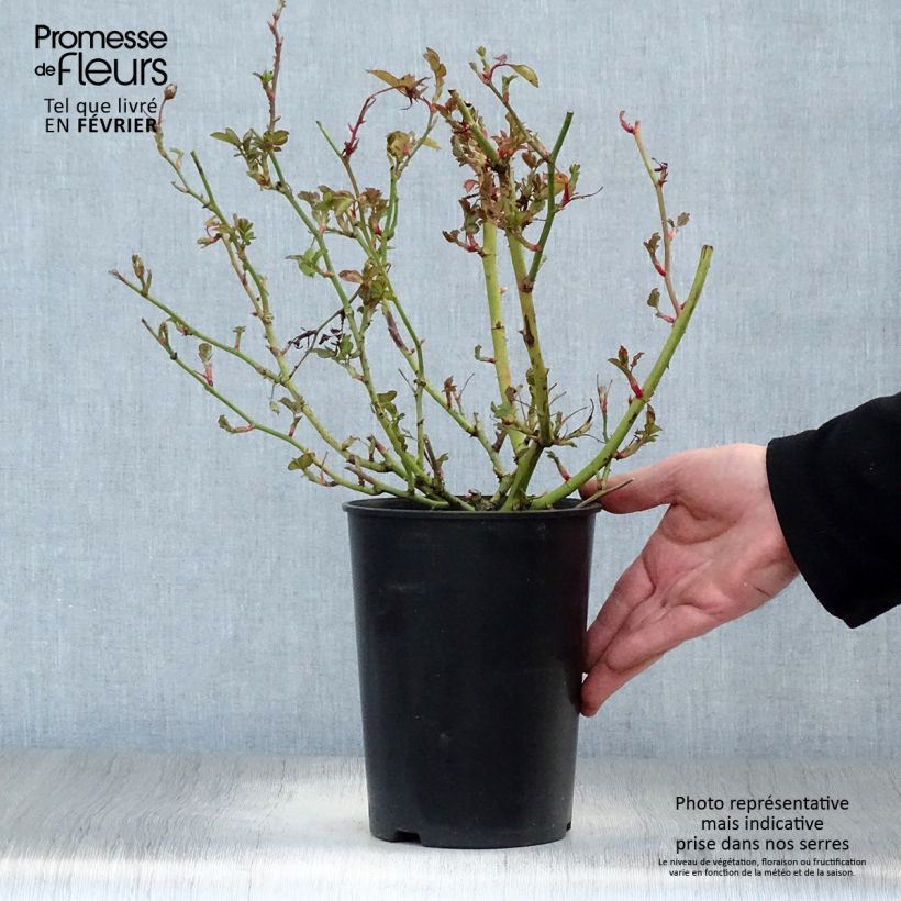 Exemplar von Rosa Schöne Koblenzerin - Beetrose Topf mit 2L/3L wie im Winter geliefert