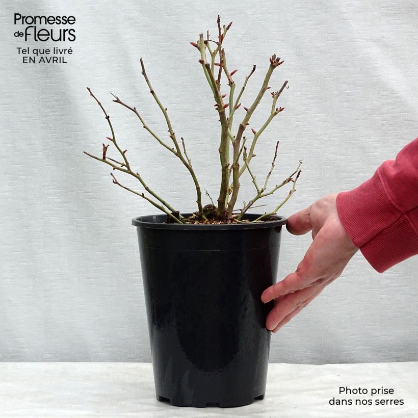 Exemplar von Rosa Schöne Koblenzerin - Beetrose Topf mit 2L/3L wie im Frühjahr geliefert