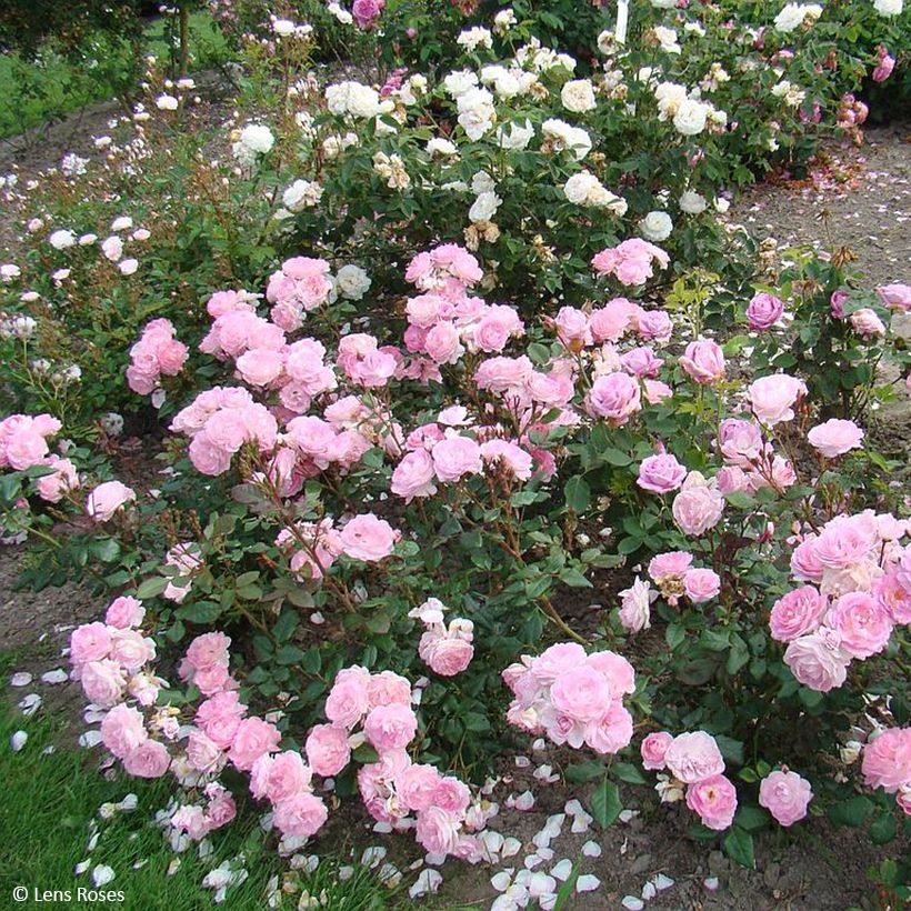Rosa Sourire de Sylvie - Beetrose (Plant habit)