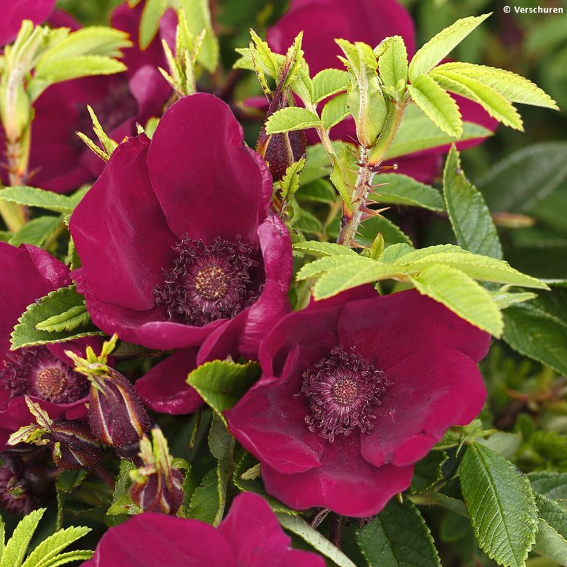 Rosa rugosa Strandperle - Apfelrose (Flowering)
