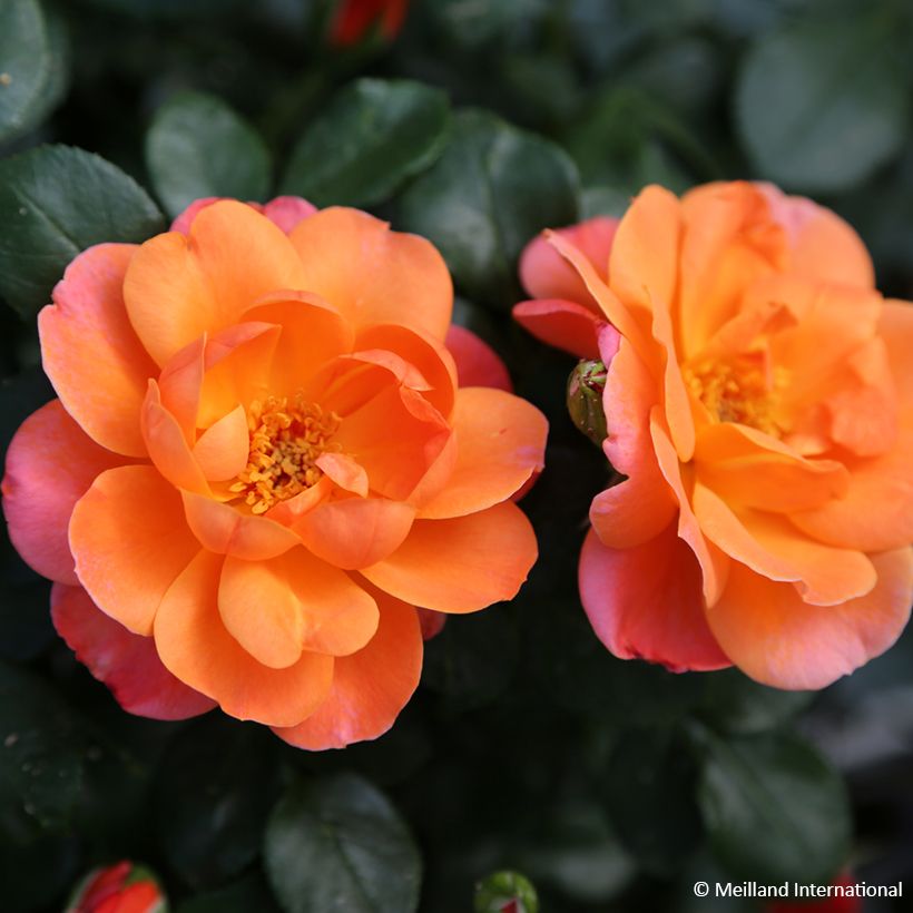 Beetrose Sugar Candy Rose (Flowering)