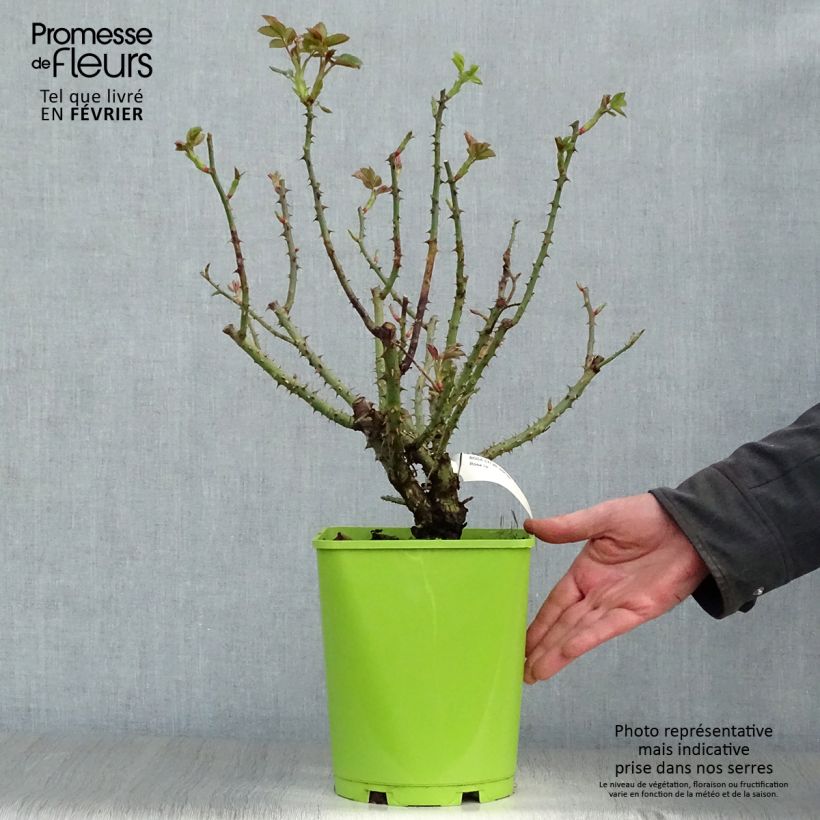 Exemplar von Rosa Sylvie Vartan - Beetrose Topf mit 4L/5L wie im Winter geliefert