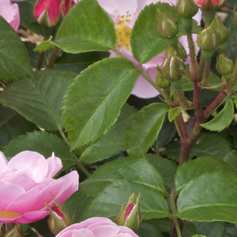 Rosa Utopia - Beetrose (Foliage)