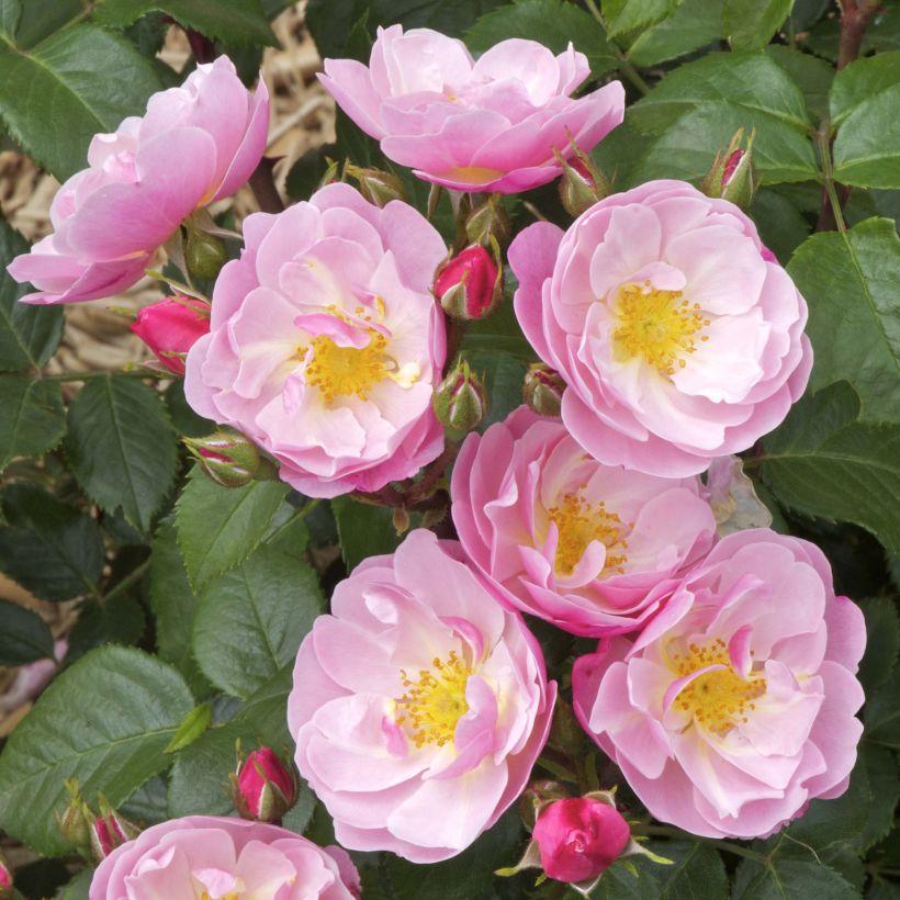 Rosa Utopia - Beetrose (Flowering)