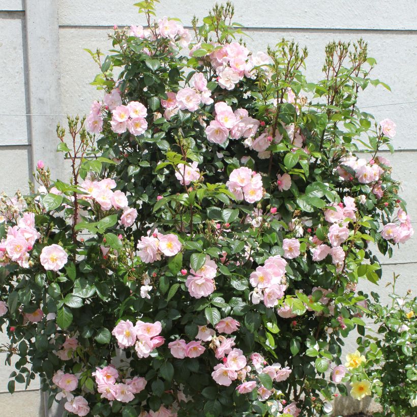 Rosa Utopia - Beetrose (Plant habit)