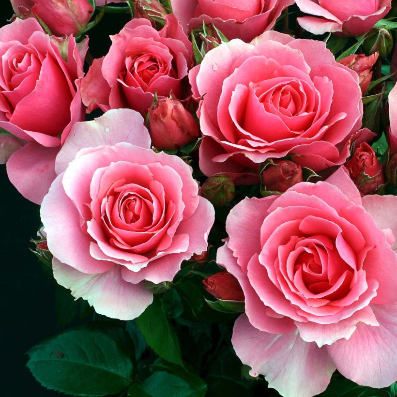 Rosa Ville de Saumur - Beetrose (Flowering)