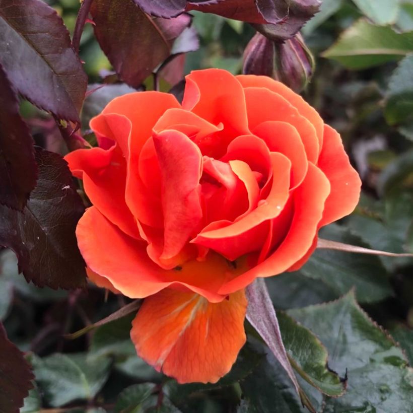 Rosa François Mauriac - Beetrose (Flowering)