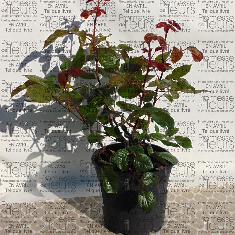 Example of Rosa Wedding Bells - Edelrose Topf mit 4L/5L as you get