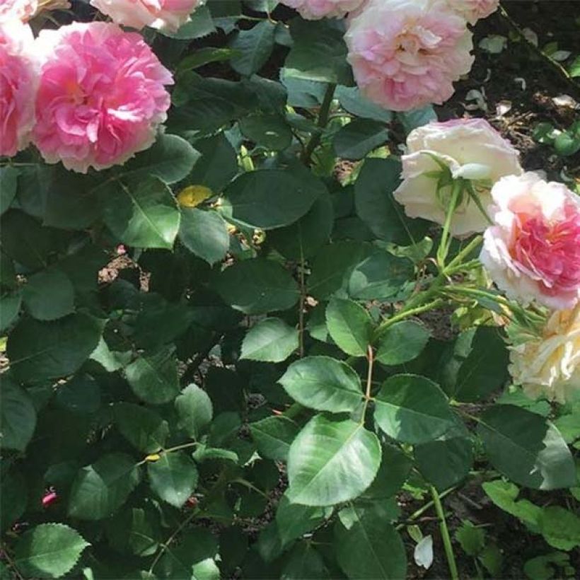 Rosa Agnès B - Edelrose (Foliage)