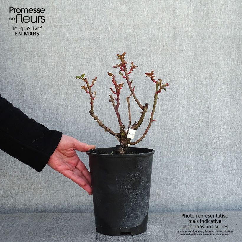 Exemplar von Rosa Agnès B - Edelrose Topf mit 4L/5L wie im Winter geliefert