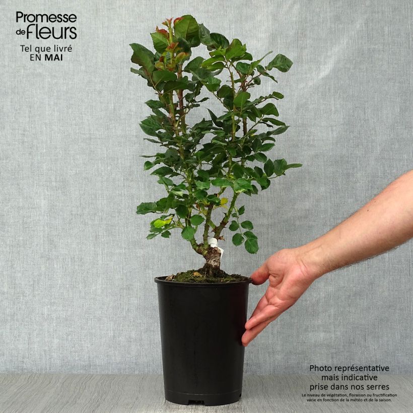 Exemplar von Rosa Agnès B - Edelrose Topf mit 4L/5L wie im Frühjahr geliefert