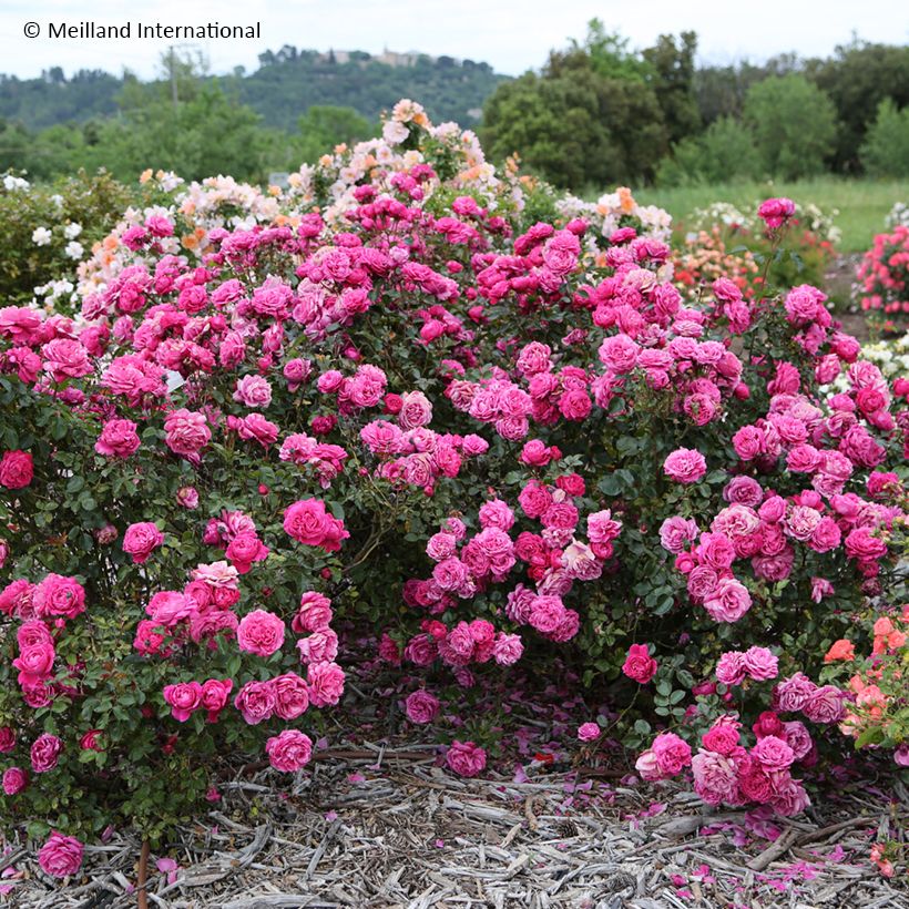 Rosa Alexandre Astier - Edelrose (Plant habit)