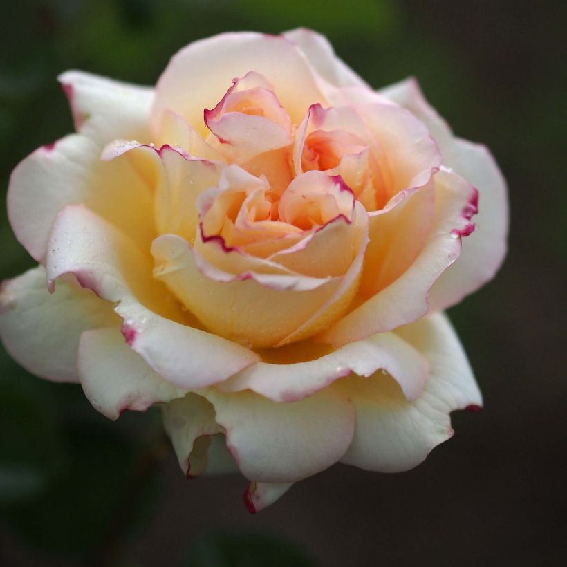 Rosa Alphonse Daudet - Edelrose (Flowering)